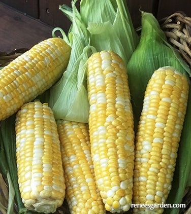 Corn Bicolor Luscious