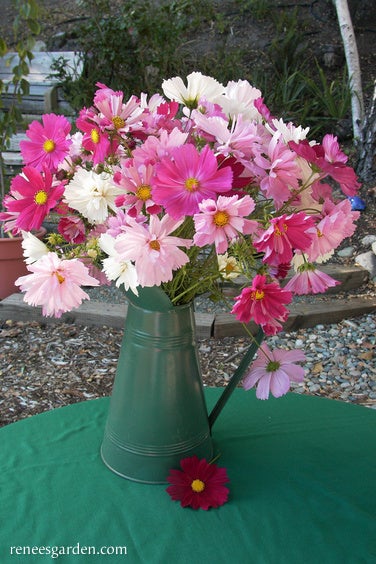 Cosmos Dancing Petticoats