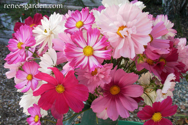 Cosmos Dancing Petticoats