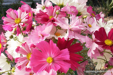 Cosmos Dancing Petticoats