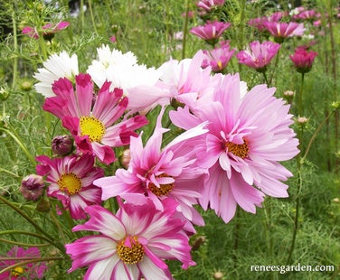 Cosmos Dancing Petticoats