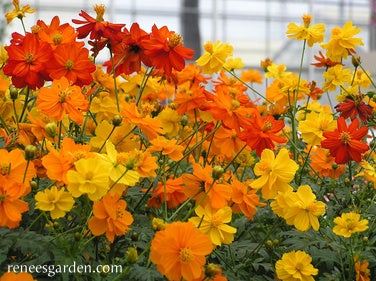 Cosmos Little Ladybirds