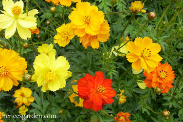 Cosmos Little Ladybirds