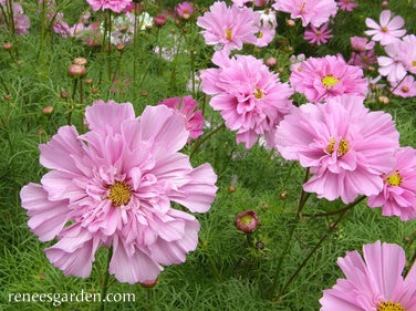 Cosmos Double Rose Bon Bon