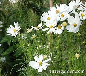 Cosmos White Sonata Knee-High