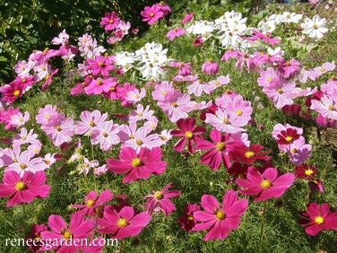 Cosmos Sonata Mix Knee High