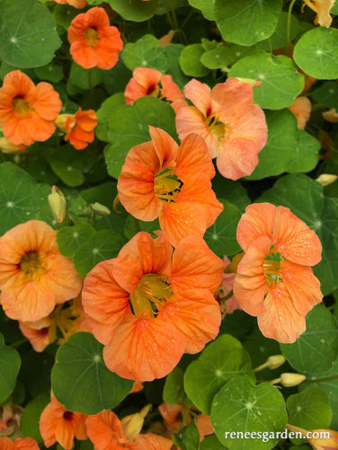 Nasturtium Creamsicle