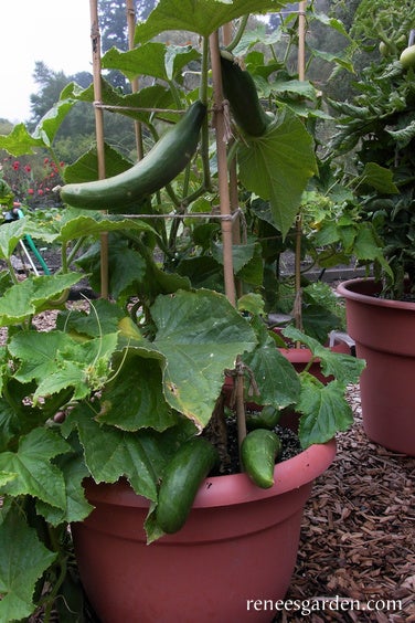 Cucumber Container Bush Slicer