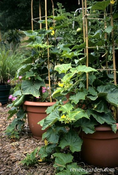 Cucumber Container Bush Slicer