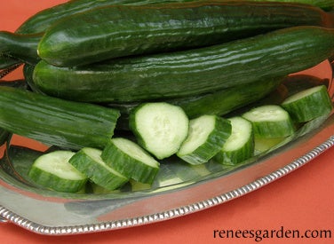 Cucumber English Chelsea Prize