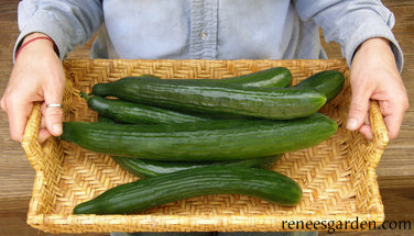 Cucumber English Chelsea Prize