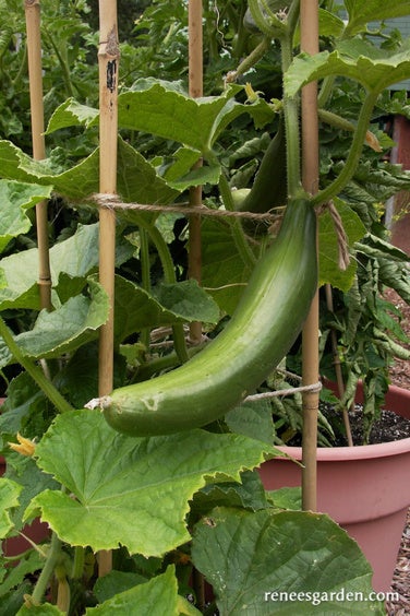 Cucumber Container Bush Slicer