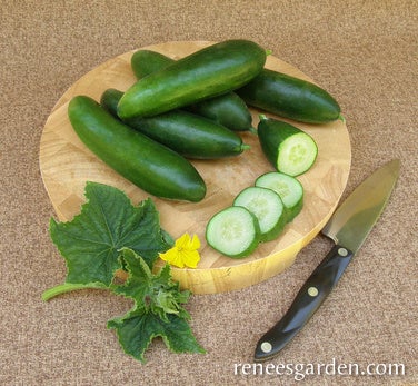 Cucumber Garden Oasis