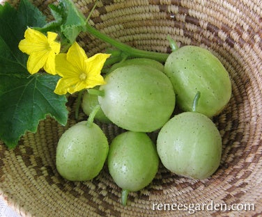 Cucumber Lemon Heirloom