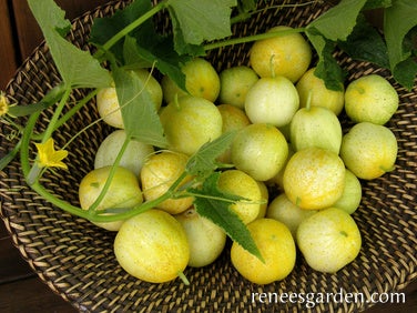 Cucumber Lemon Heirloom