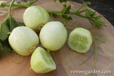 Cucumber Lemon Heirloom