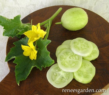 Cucumber Lemon Heirloom