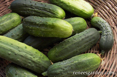 Cucumber Pickling Endeavor