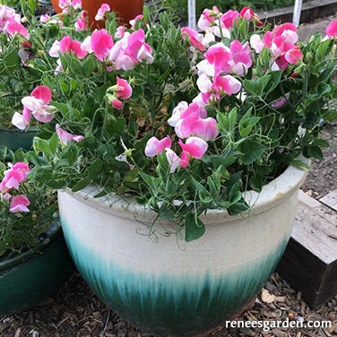 Sweet Pea Window Box Container Cupid Scented