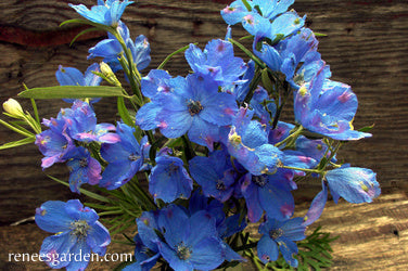 Delphinium Spray Blue Mirror