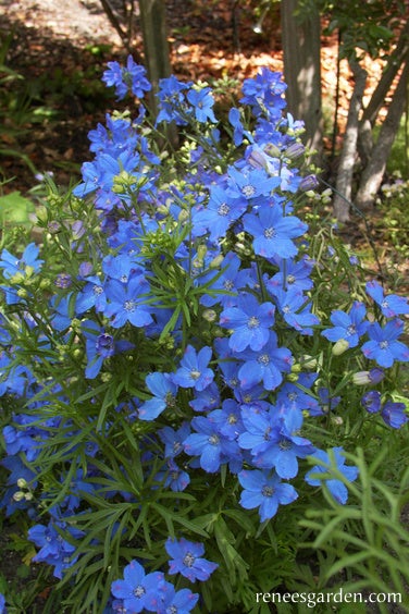 Delphinium Spray Blue Mirror