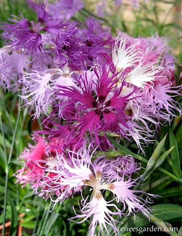 Dianthus Lace Perfume