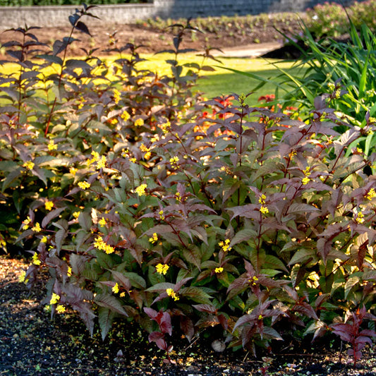 Honeysuckle Diervilla Nightglow 2G