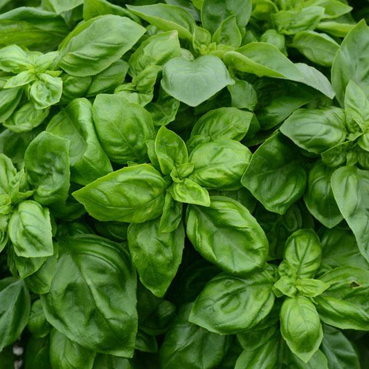 Pesto Party Basil