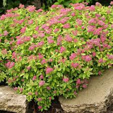 Spirea Double Play Gold 2G