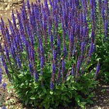 Salvia Blue Marvel 1G