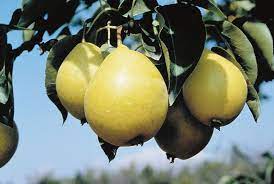 Pear Tree Early Gold 7G