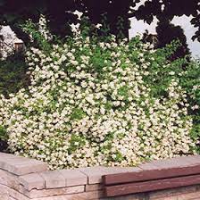 Mock Orange Galahad 2G