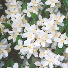 Mock Orange Galahad 2G