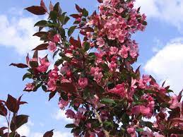 Ornamental Crabapple Gladiator Rosybloom 7G