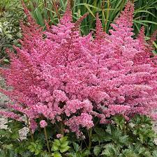 Razzle Dazzle Astilbe 1G
