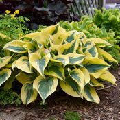 Hosta Autumn Frost 1G