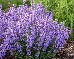 Catmint Cat's Pajamas 1G