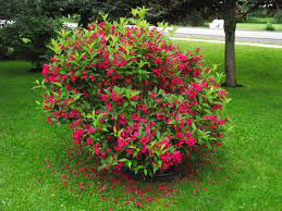 Weigela Red Prince 2G