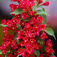 Weigela Red Prince 2G