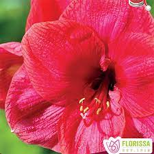 Amaryllis Bulb Cupid 26cm