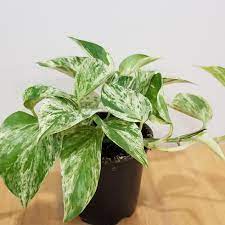 Pothos Marble Queen 4" Pot