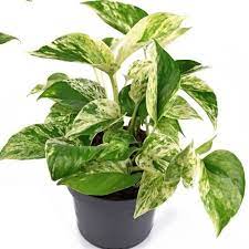 Pothos Marble Queen 4" Pot