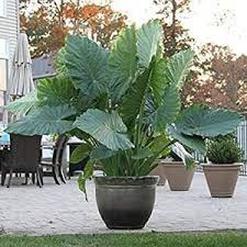 Caladium Colocasia Upright Elephant Ears Bulb