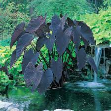 Colocasia Black Magic