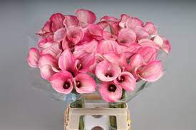 Calla Lily Captain Romance Bulb