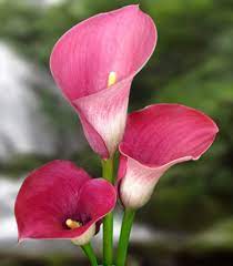 Calla Lily Captain Romance Bulb