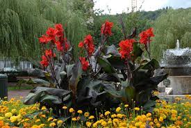 Canna Lily Bronzeleaf  Black Knight Root