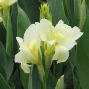 Canna Lily Greenleaf Vanilla Cream Root