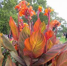 Canna Lily Variegated Leaf Durban Root