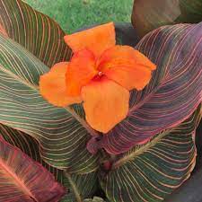 Canna Lily Variegated Leaf Durban Root